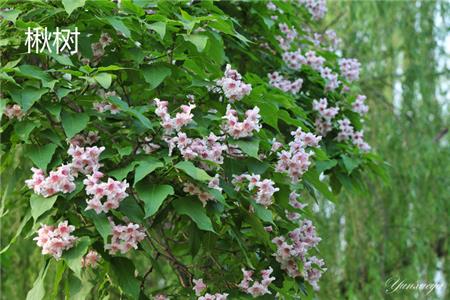 Calanda Flowers