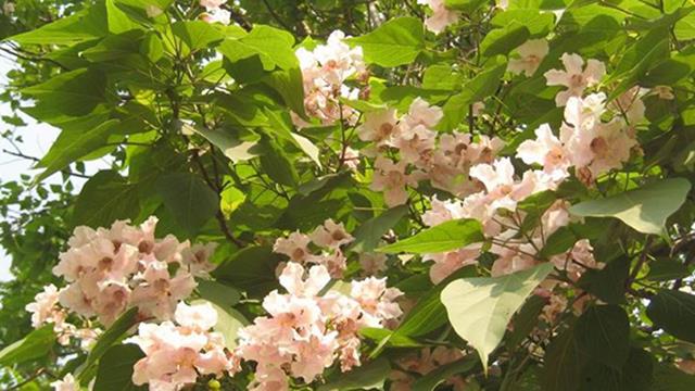 The difference between catalpa trees and catalpa trees