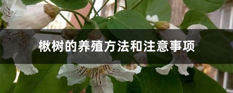 Cultivation methods and precautions of catalpa tree