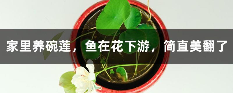 I raise a bowl of lotus at home, and the fish are downstream of the flower. It is so beautiful.