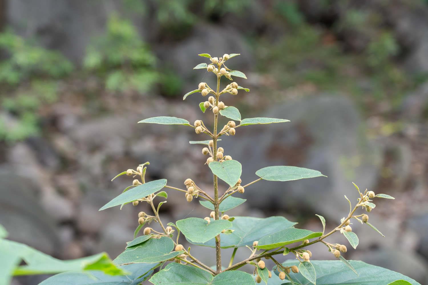 Paulownia