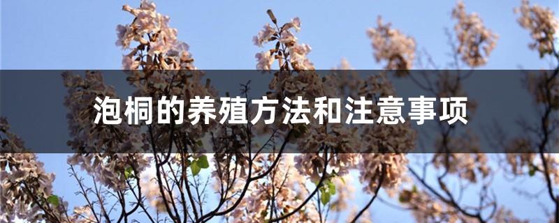 Paulownia cultivation methods and precautions