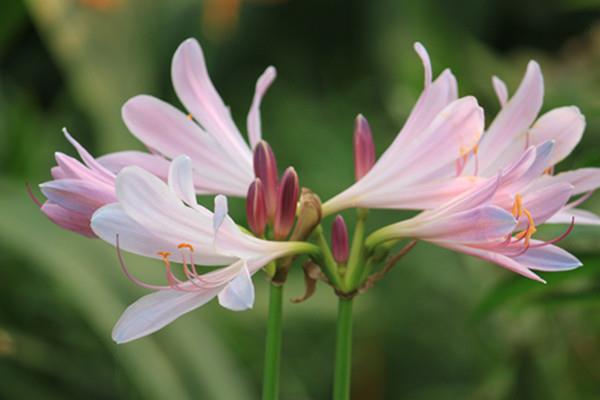 The difference between changing brocade flowers and deer onions