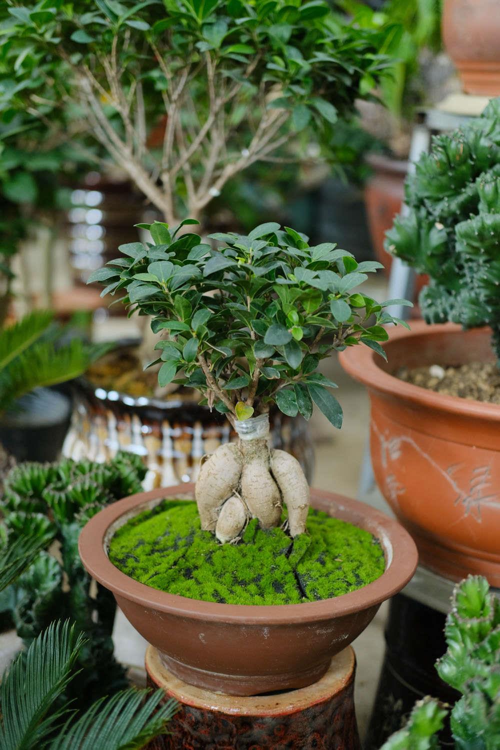 Ginseng Ficus