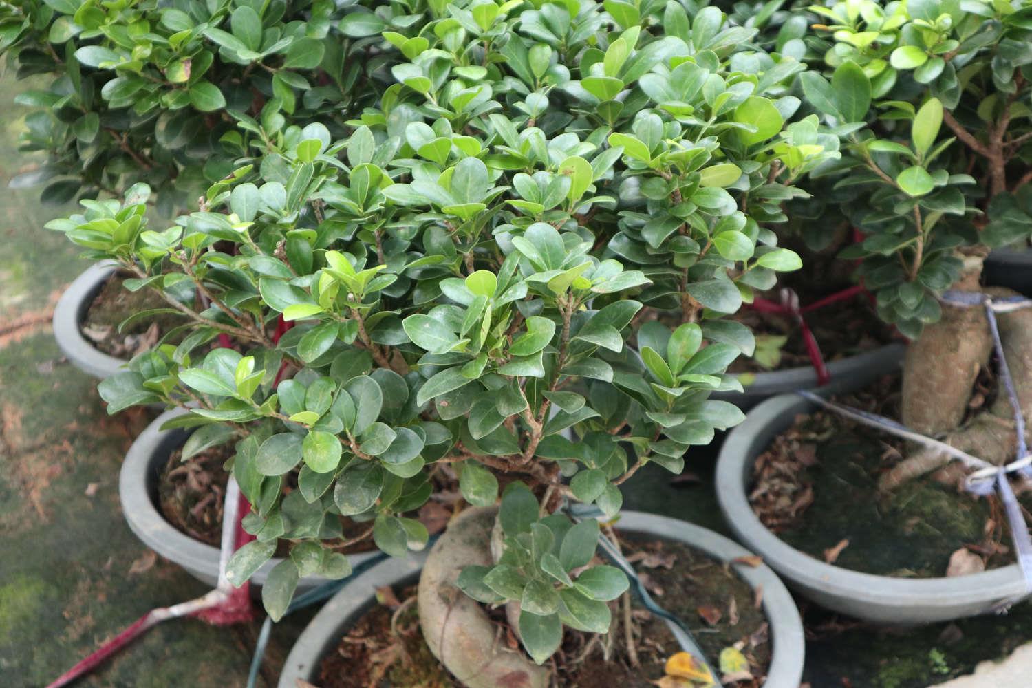 Ginseng Ficus