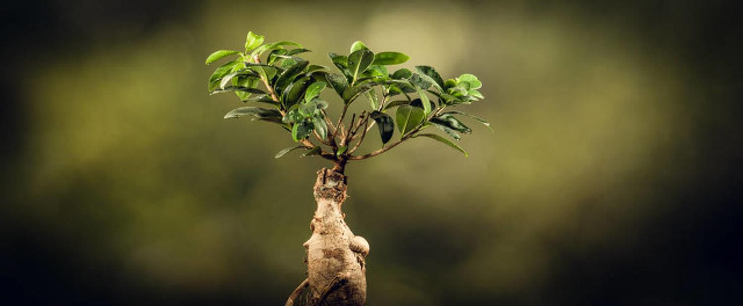 Ginseng Ficus