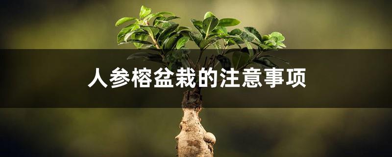 Precautions for ginseng and fig potted plants