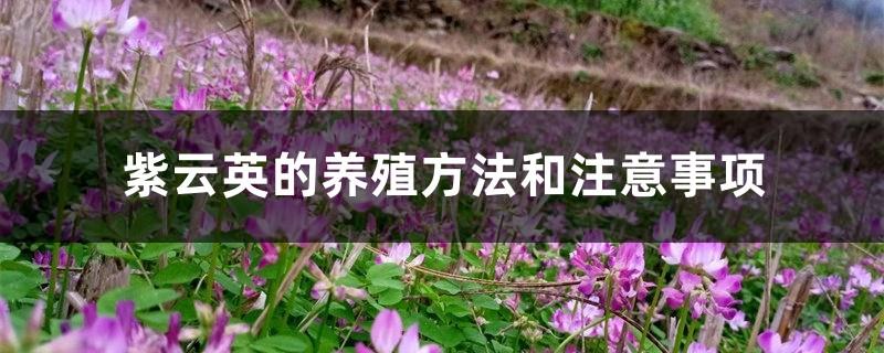 Cultivation methods and precautions of milkvetch