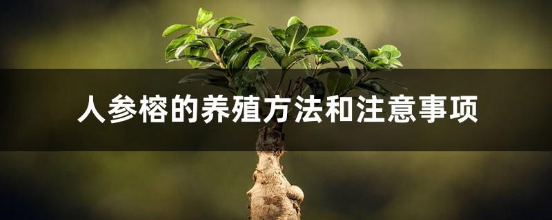 Ginseng fig cultivation methods and precautions