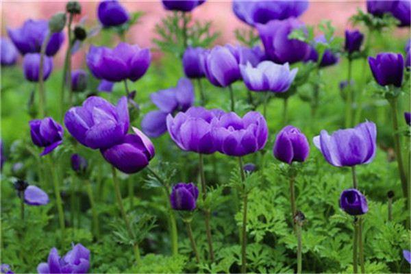 What are the varieties of anemone