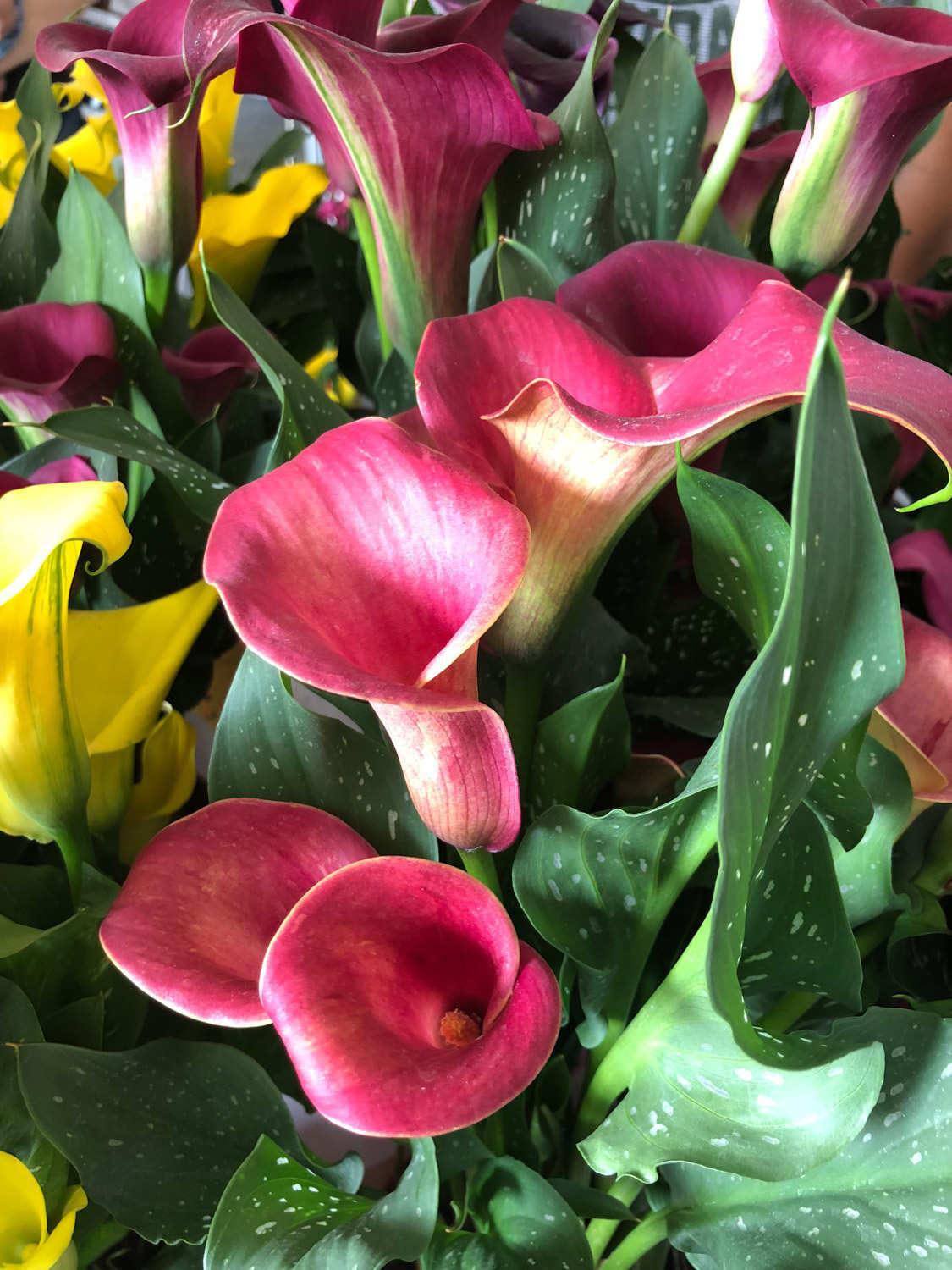 Colorful Calla Lily