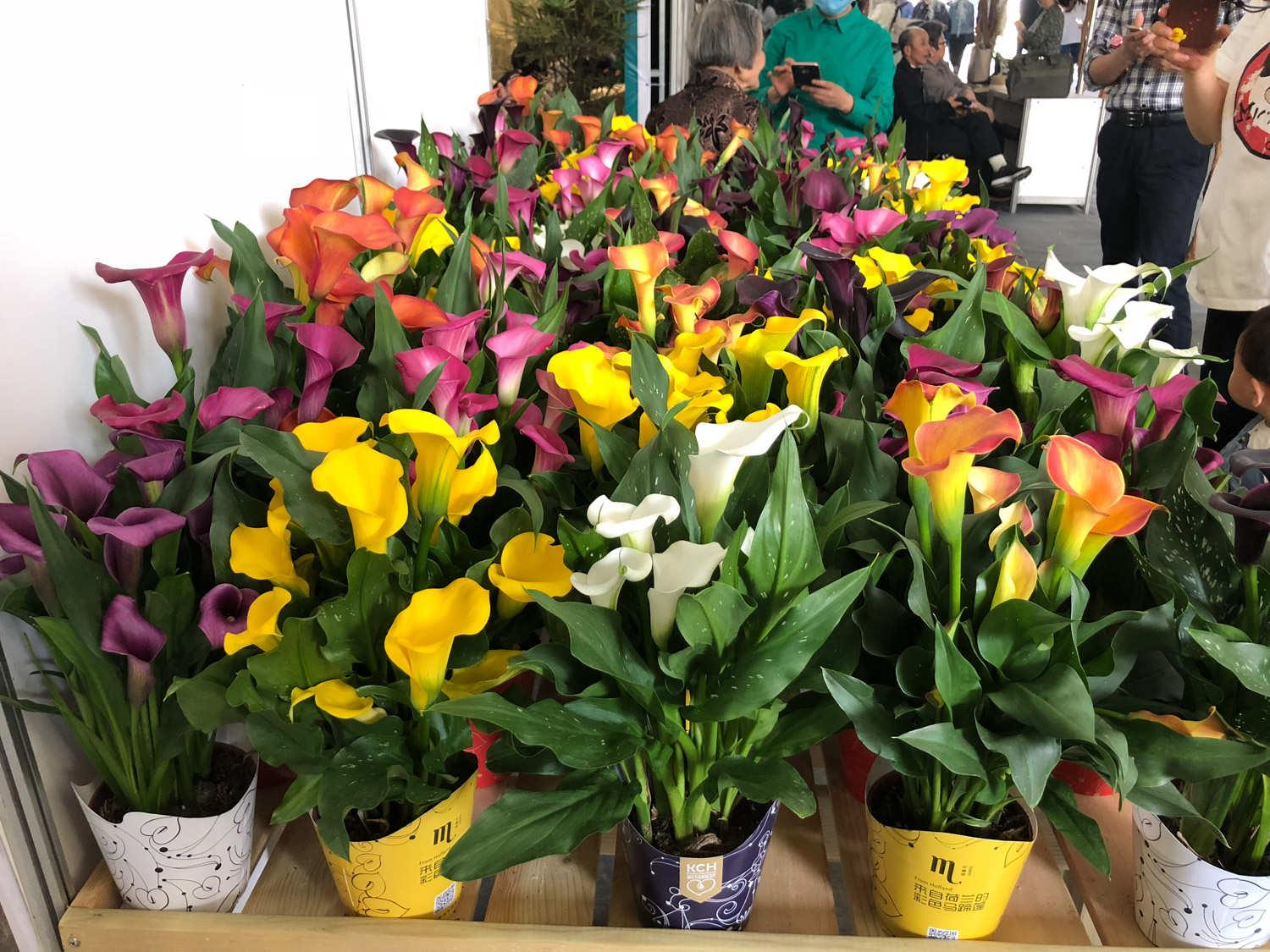 Colorful calla lily