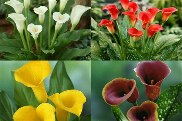 Variety of Colorful Calla Lily