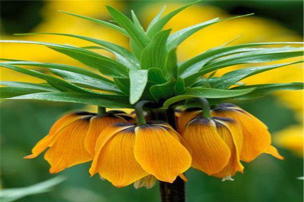 Fritillaria cultivation methods and precautions