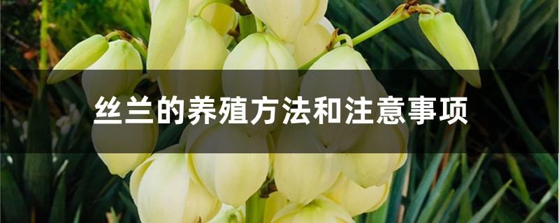 Yucca cultivation methods and precautions