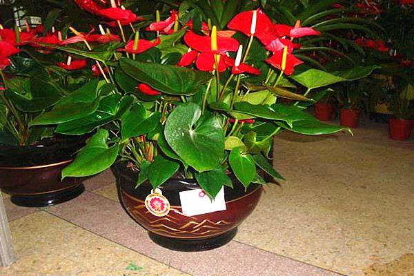 The difference between anthurium and white palm