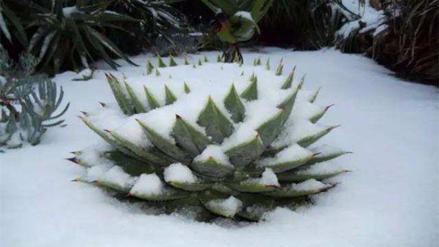 Aloe Queen Breeding Methods and Precautions