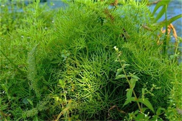 Water fern cultivation methods and precautions