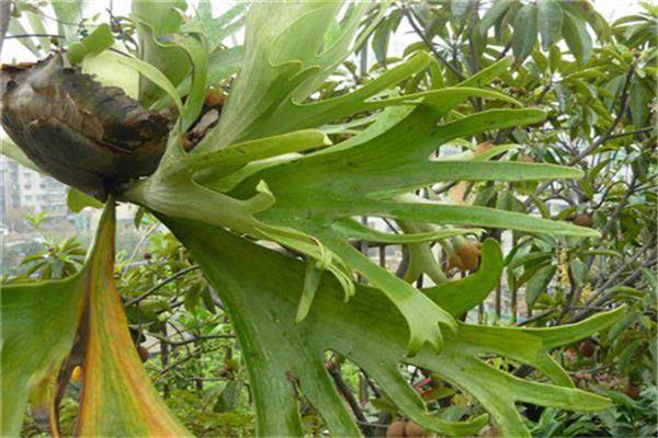 Common varieties of staghorn fern