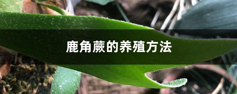 Cultivation methods of staghorn fern