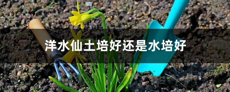 Is it better to cultivate narcissus in soil or water