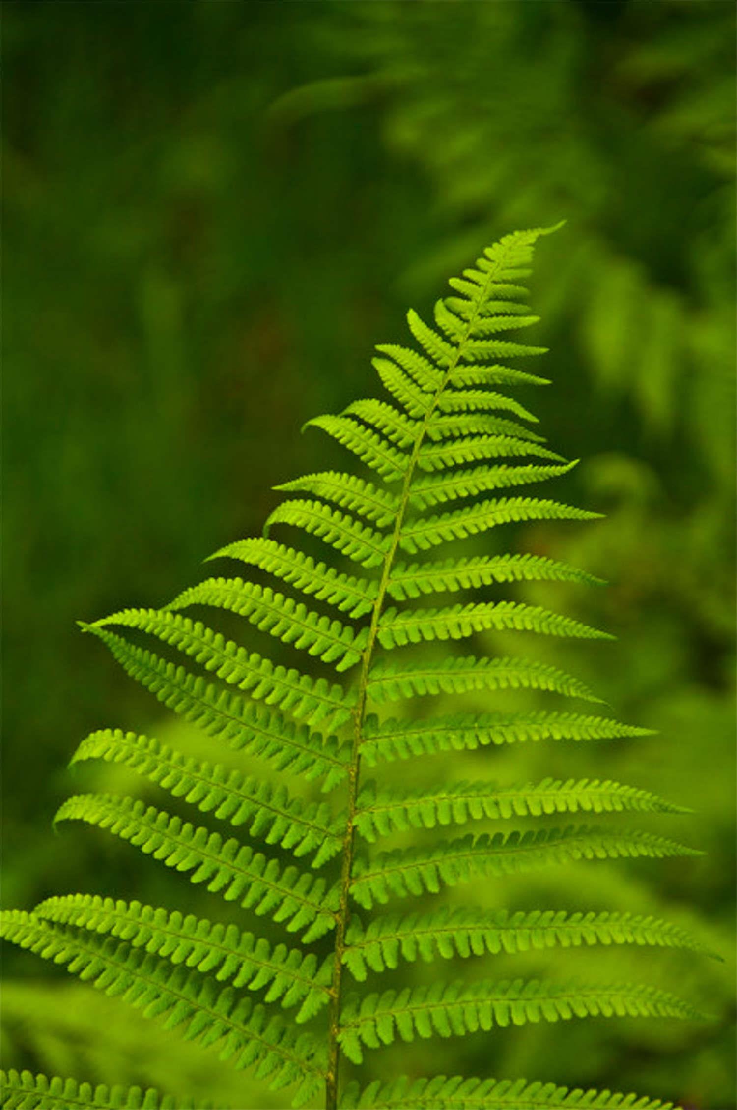 Fern