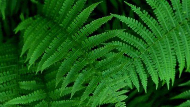 How to breed ferns