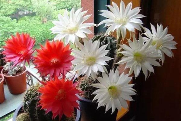 These flowers are usually so ugly that no one wants them, but once they bloom they are snapped up