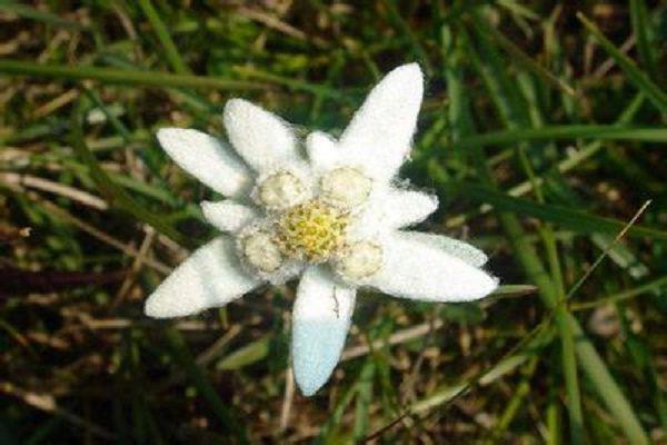 Edelweiss cultivation methods and precautions