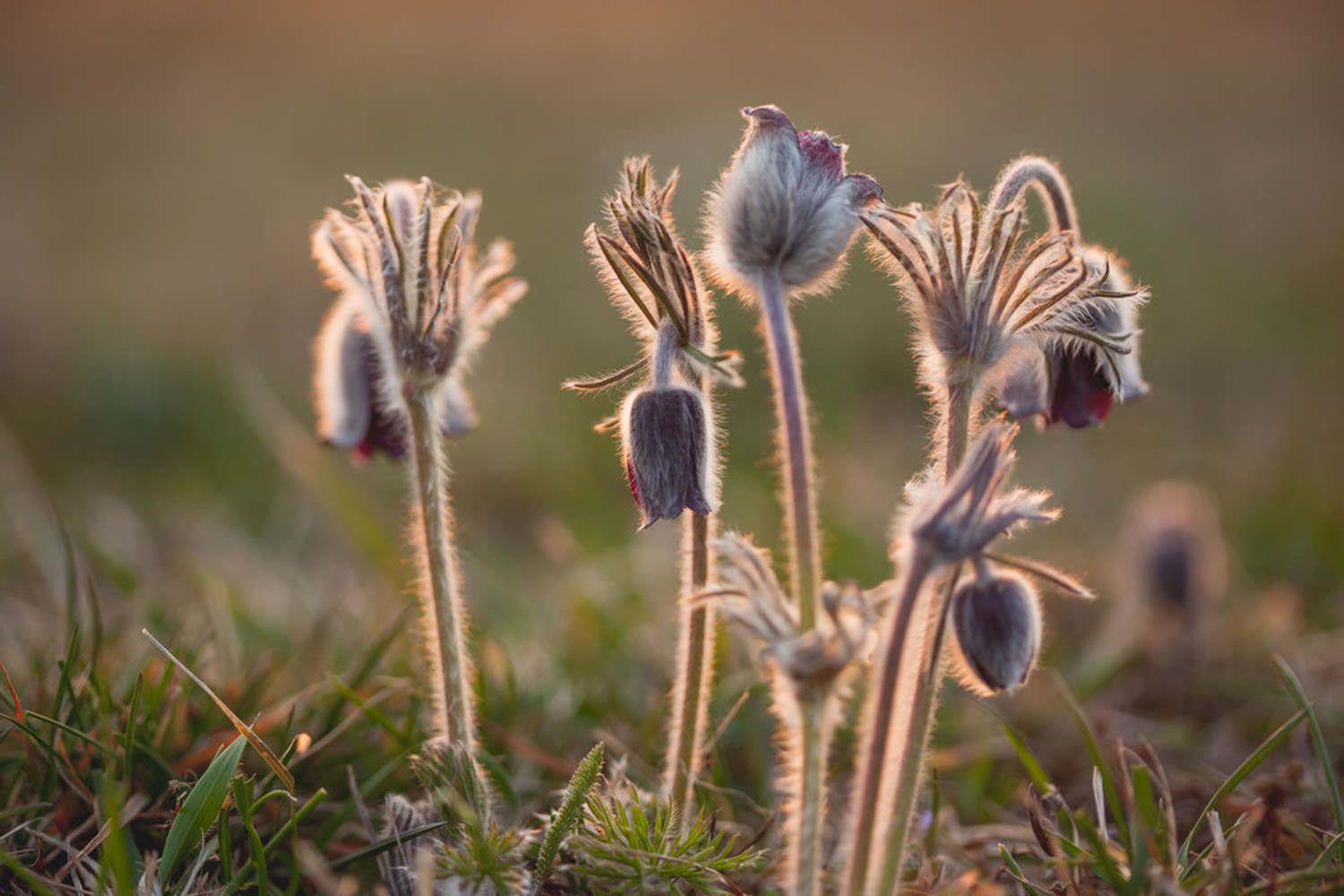 Pulsatilla