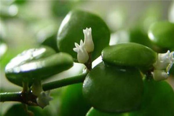 Chuanqian vine maintenance methods and precautions