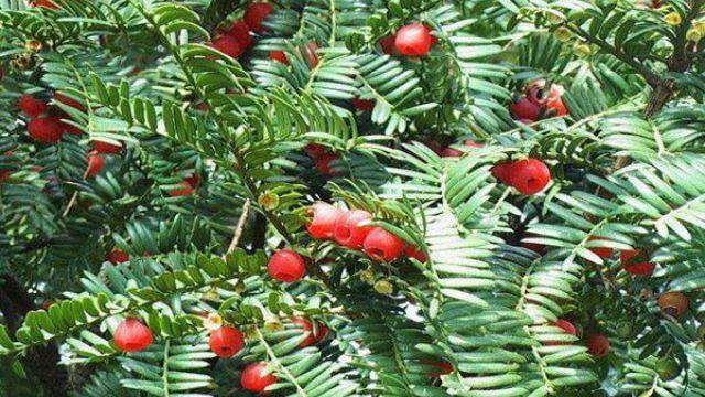 What is the difference between Northeastern yew and Southern yew