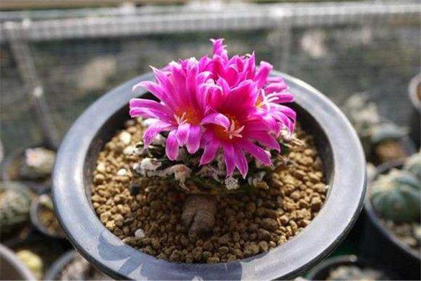 What are the common cultivated varieties of rock peony