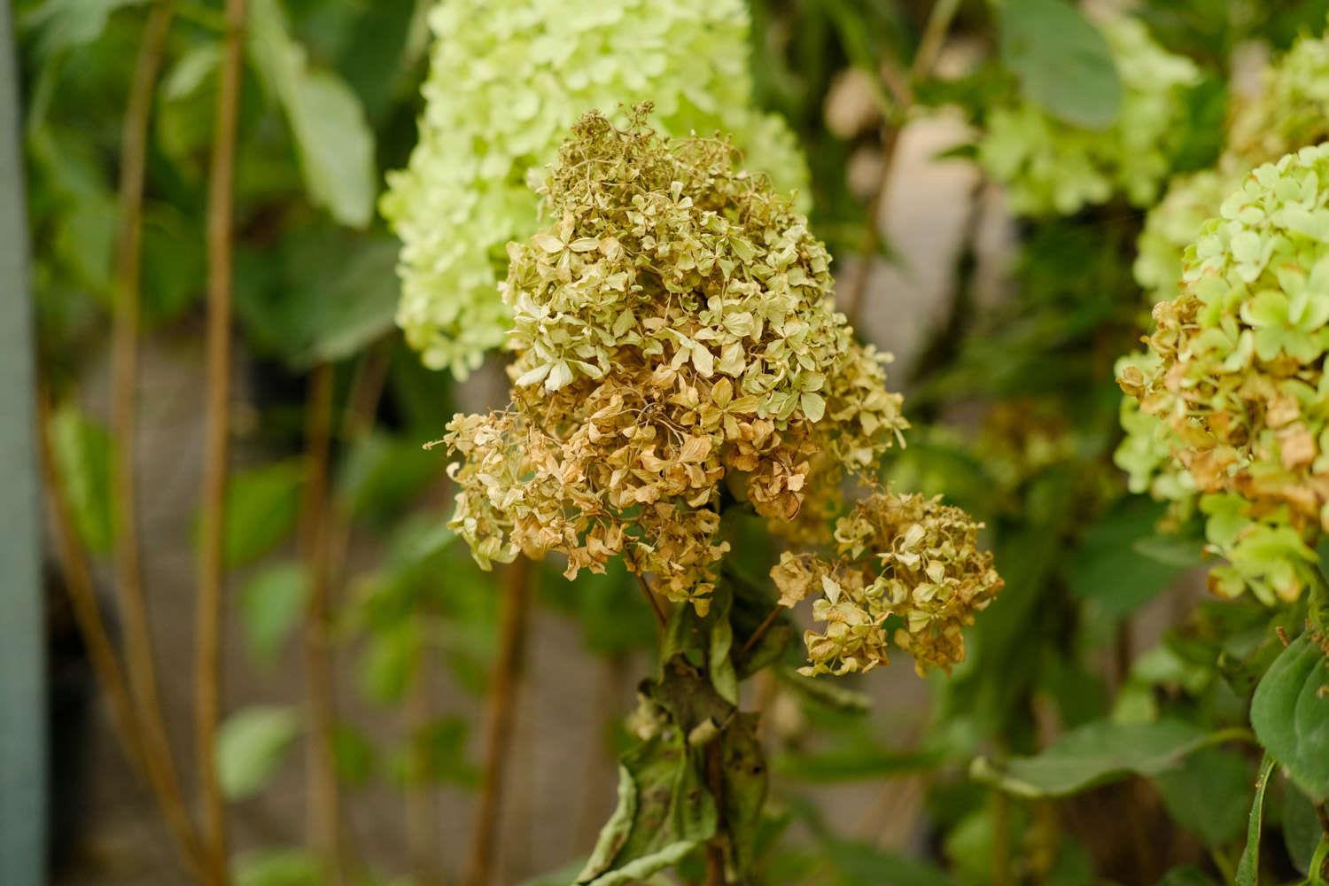 Hydrangea