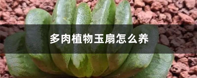 How to grow succulents and jade fans