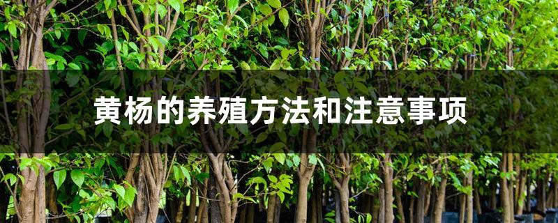 Boxwood cultivation methods and precautions