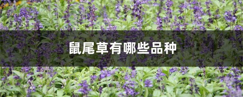 What are the varieties of sage