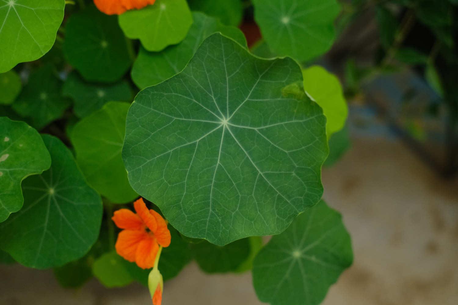 Nasturtium