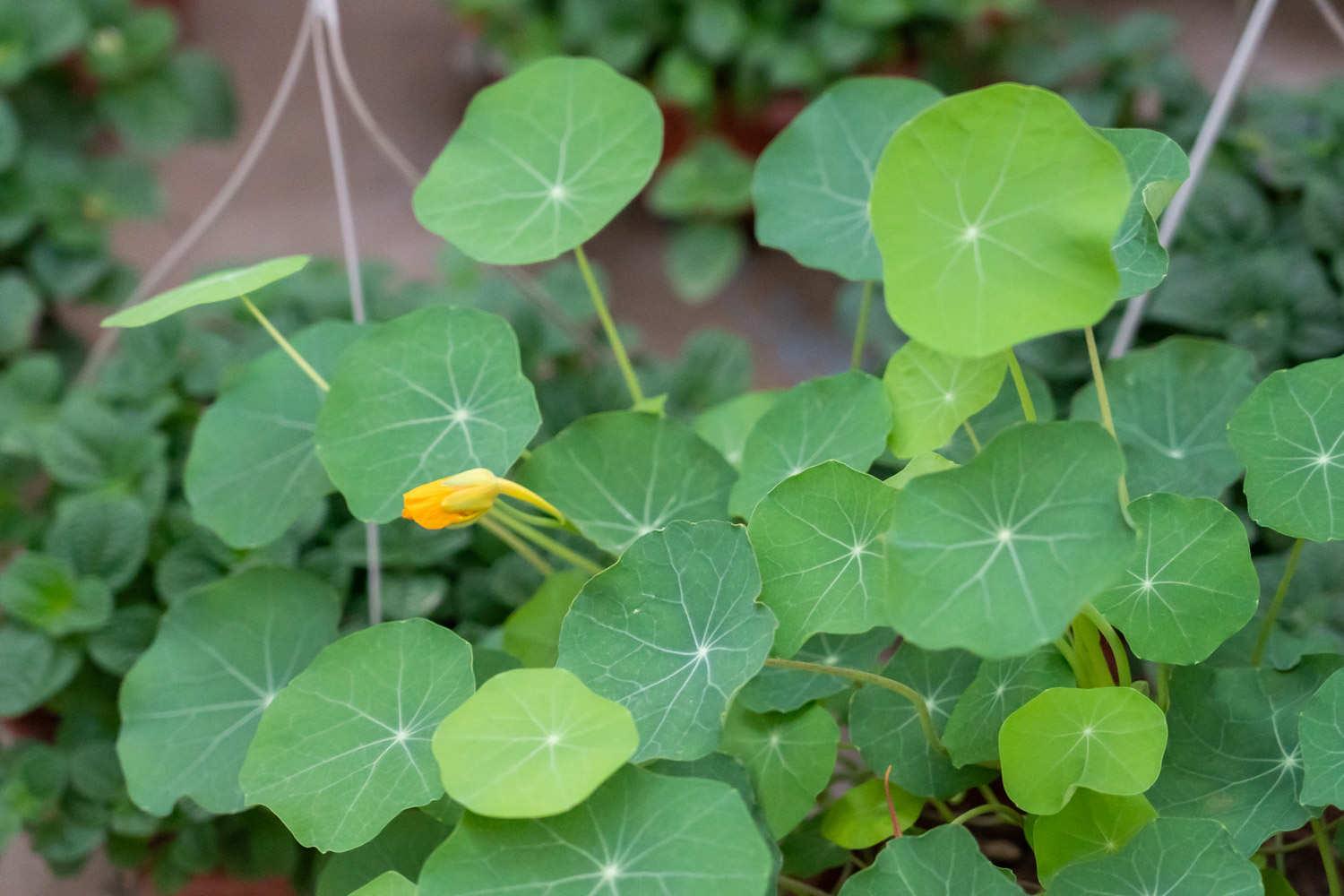 Nasturtium