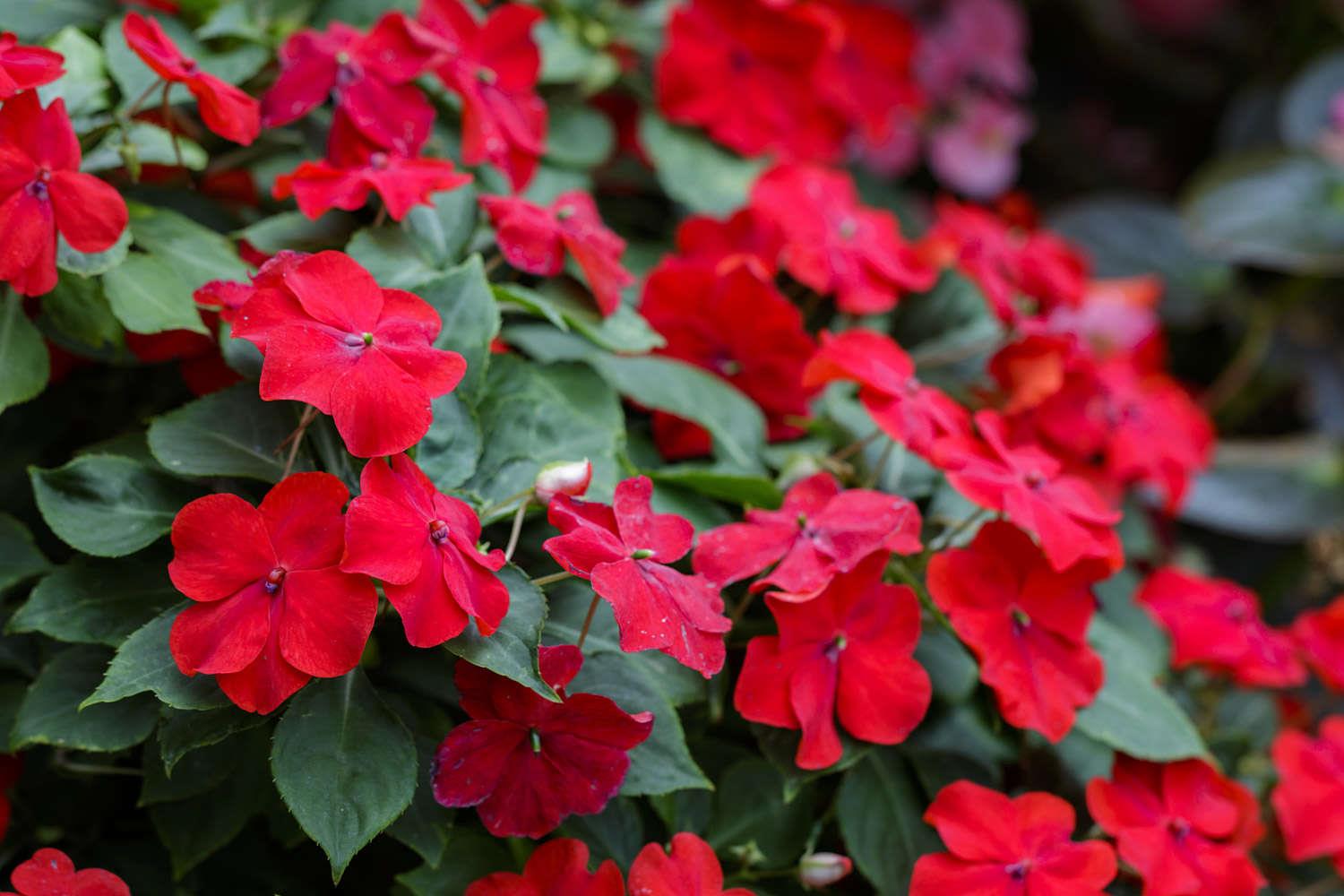  Impatiens