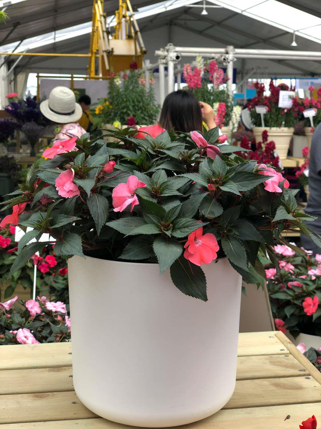 Impatiens