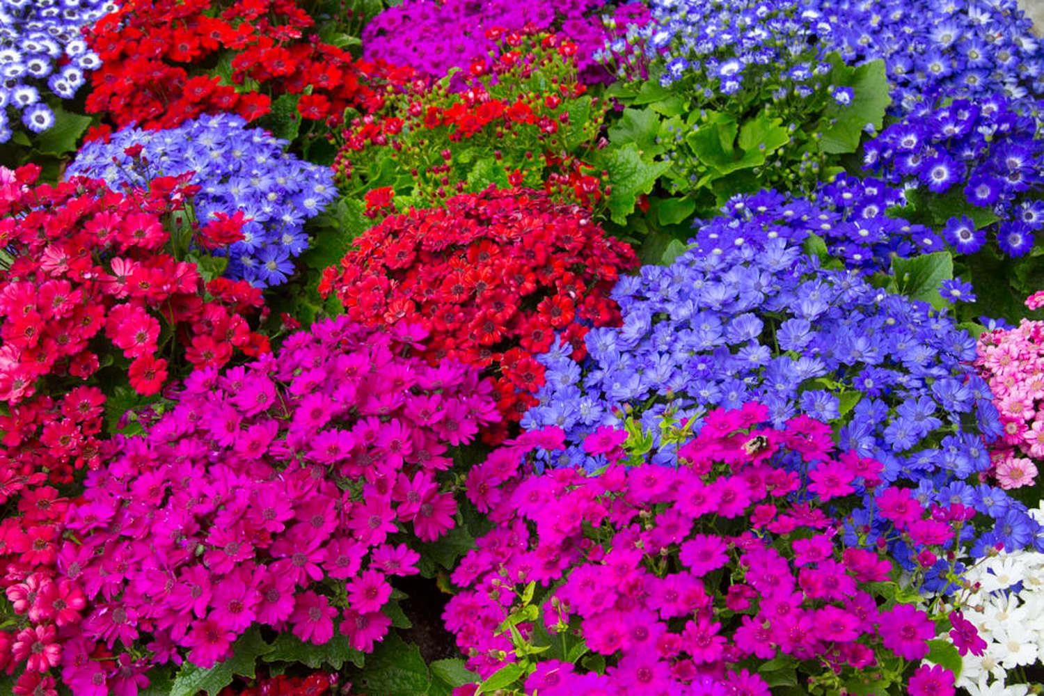 Cineraria