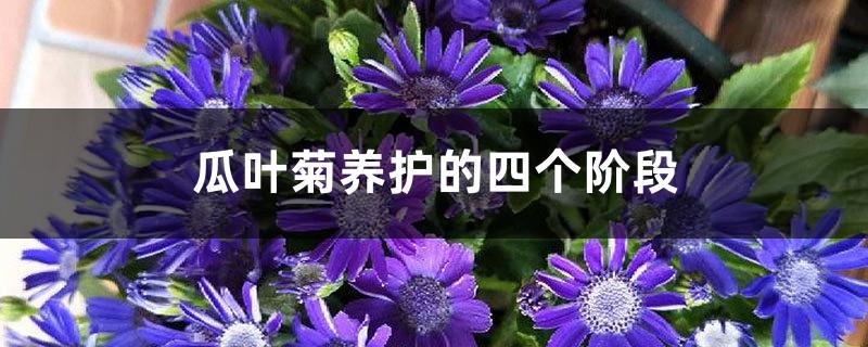 Four stages of cineraria care