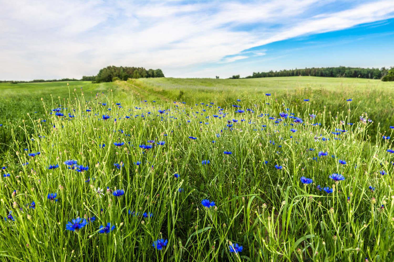 Cornflower