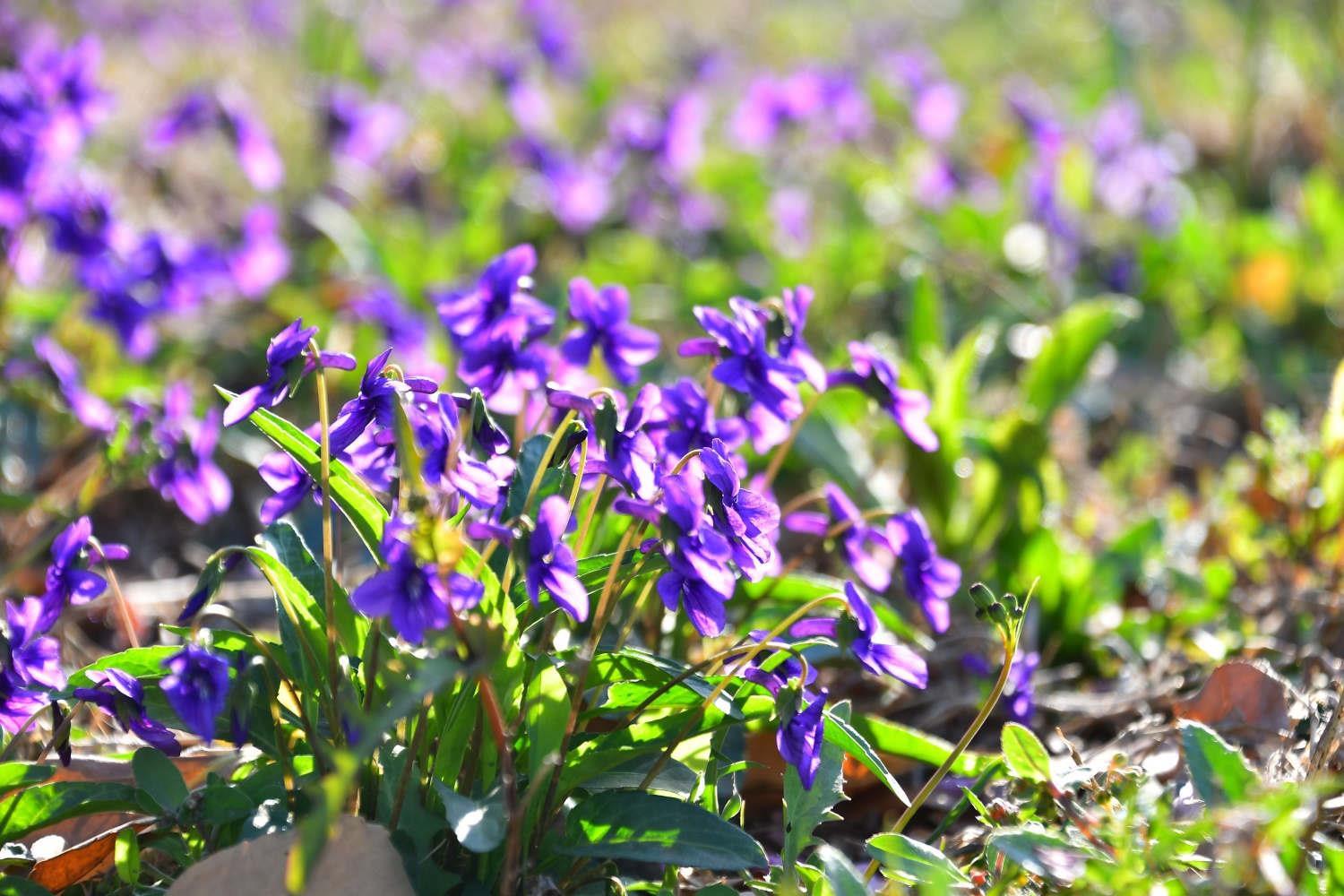 Purple-flowered groundweed