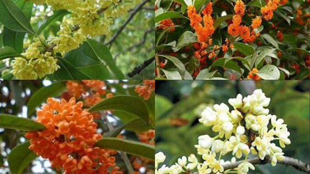 The difference between four-season laurel and eight-month laurel