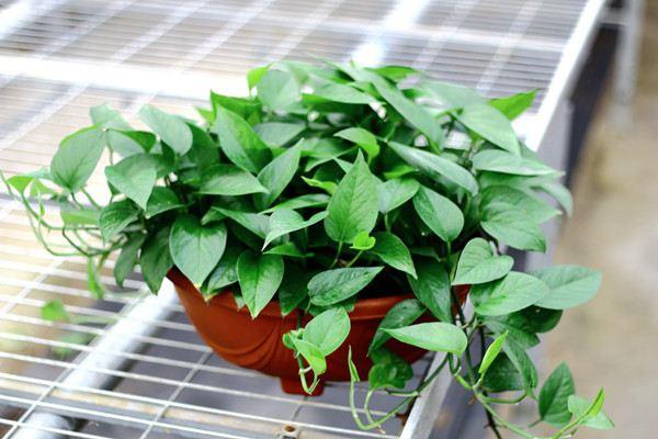 Pothos climbs all over the wall, longevity fills the pot, Chlorophytum turns into a waterfall, take it