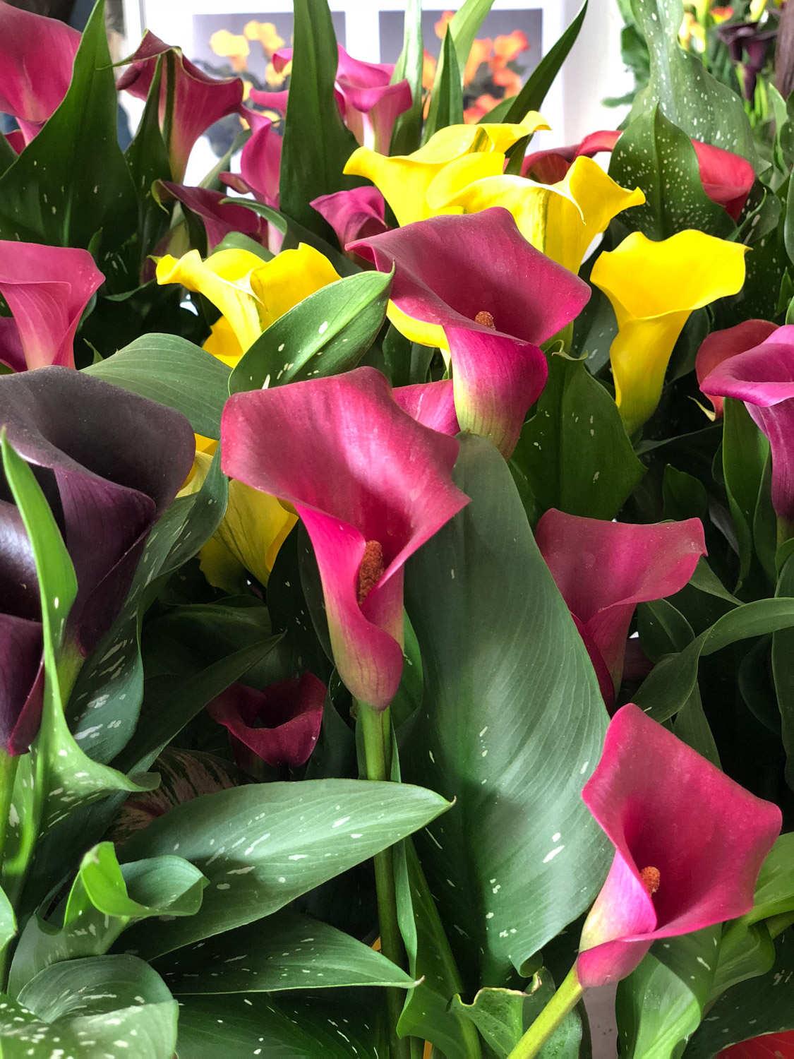 Colorful Calla Lily