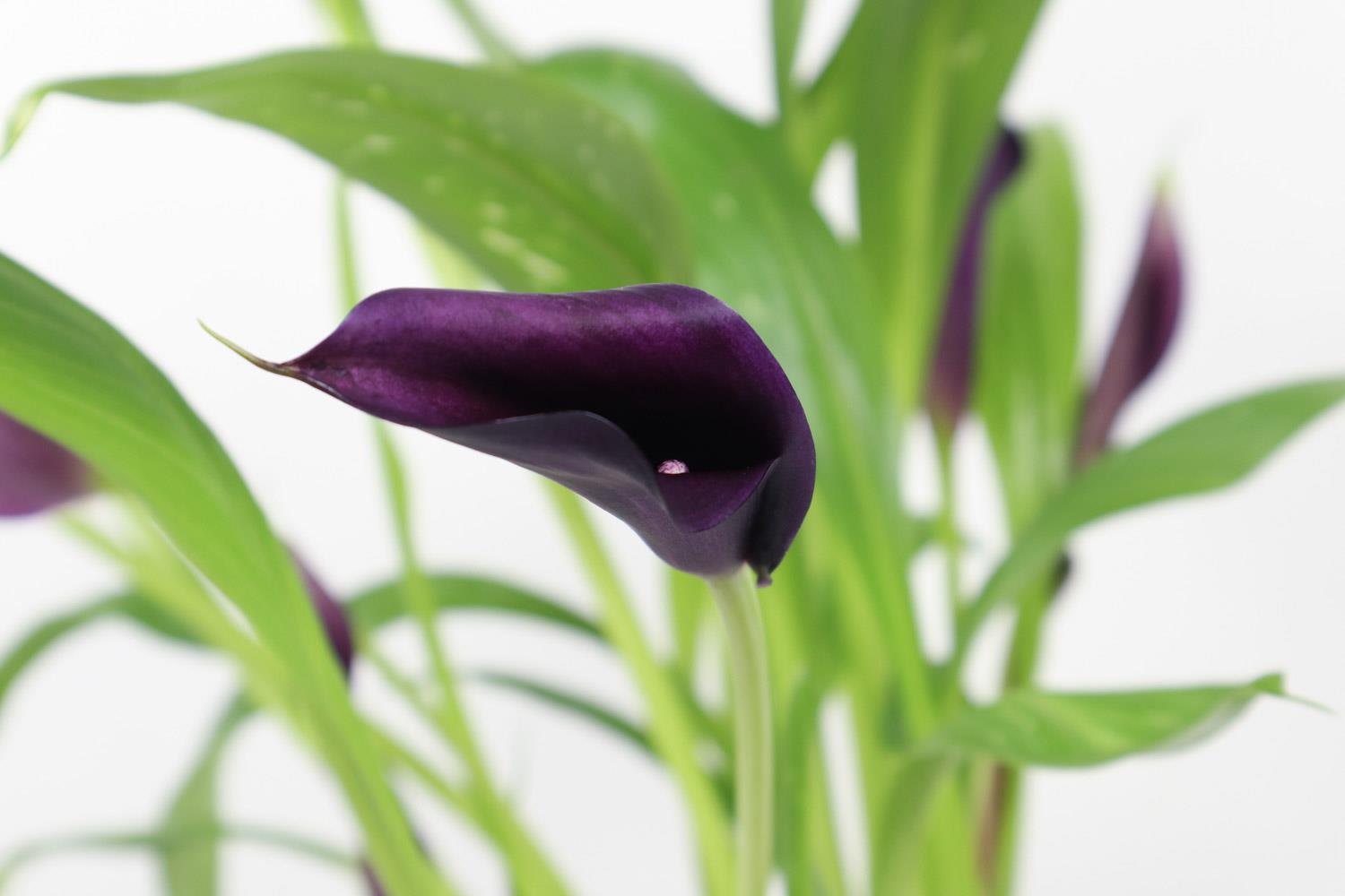 Colorful Calla Lily