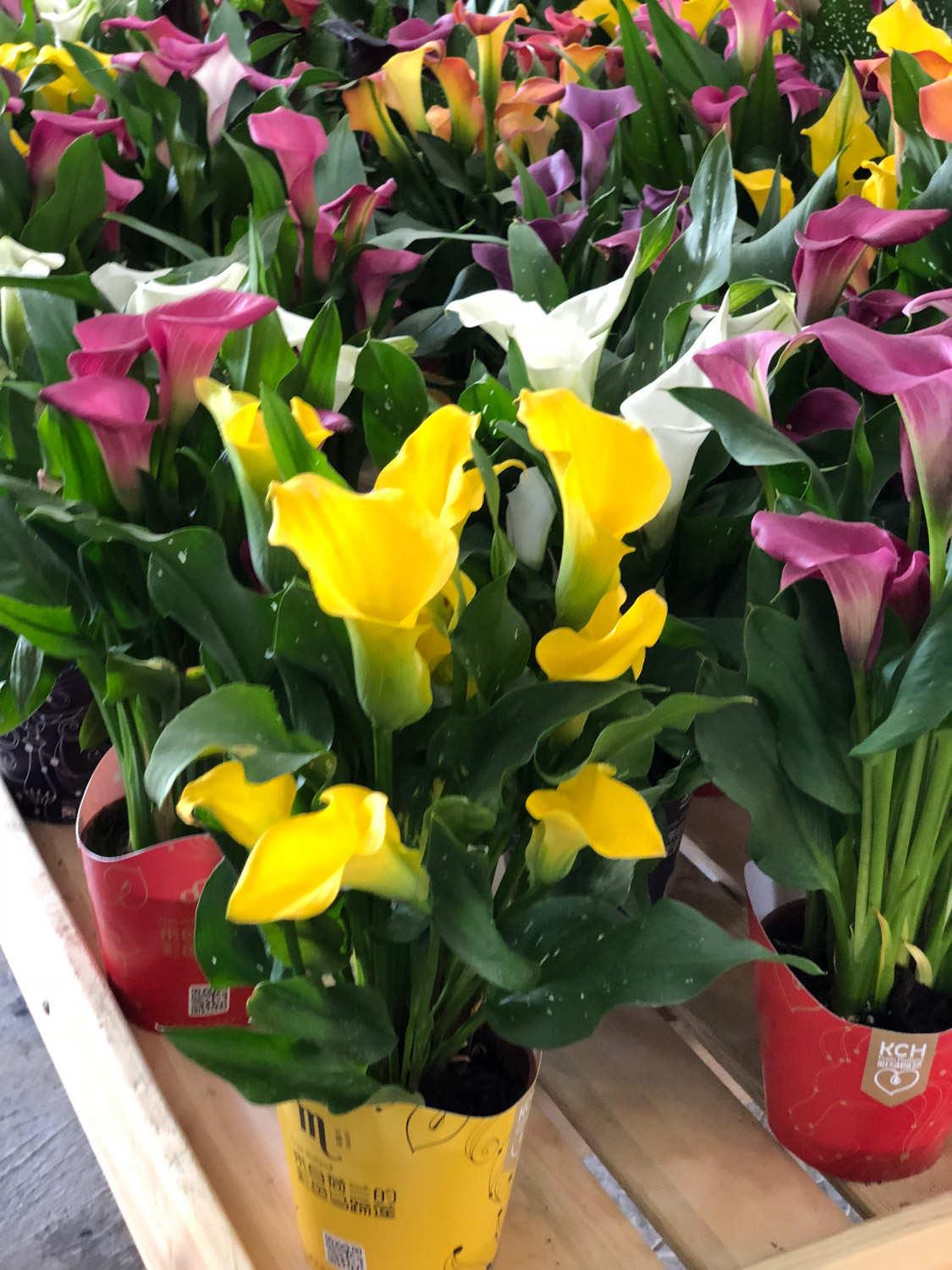 Colorful Calla Lily